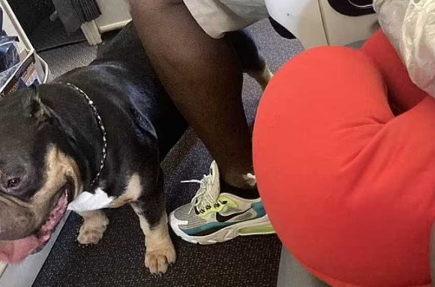 Egy pár 486 ezer forintos kártérítést kapott, miután egy szellentő kutya mellett ültek egy 13 órás repülés során